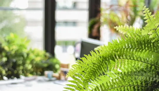 Greenaffair Rapport RSE 2025