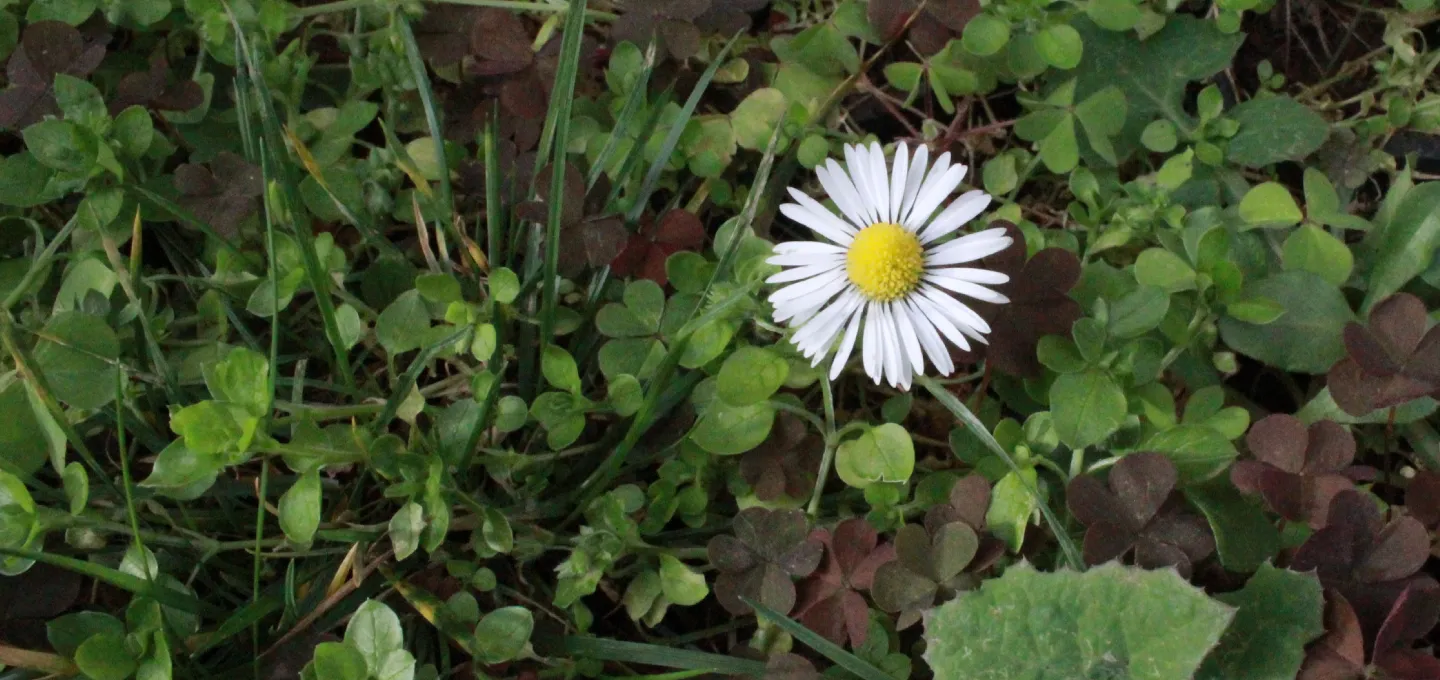 Greenaffair accompagne la définition et la mise en place de votre stratégie de biodiversité