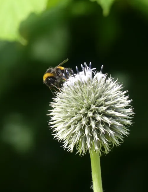 Greenaffair accompagne votre stratégie de biodiversité en conception