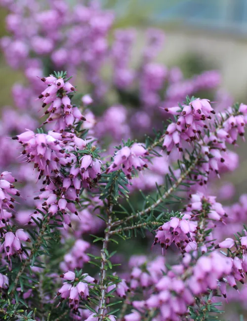 Greenaffair accompagne votre stratégie de biodiversité en réalisation
